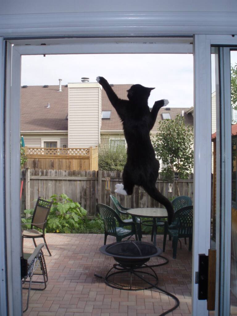 How to Make Your Fly Screens Pet-Proof